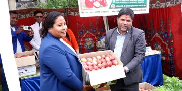काठमाडौंमा ‘जुम्ली स्याउ प्रदर्शनी तथा विक्री सप्ताह’ शुरुः अर्गानिक उत्पादनको प्रवर्द्धनमा सरकारको जोड