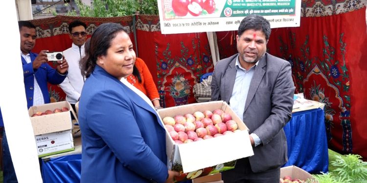 काठमाडौंमा ‘जुम्ली स्याउ प्रदर्शनी तथा विक्री सप्ताह’ शुरुः अर्गानिक उत्पादनको प्रवर्द्धनमा सरकारको जोड