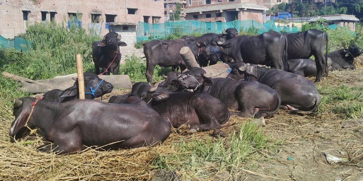 भक्तपुरको राँगा बजारमा घट्यो चहलपहल, चिन्तामा व्यापारी